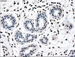 MAP2K2 / MKK2 / MEK2 Antibody (clone OTI8G6)