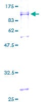 Human UBXD2 / UBXN4 Protein (Recombinant GST)