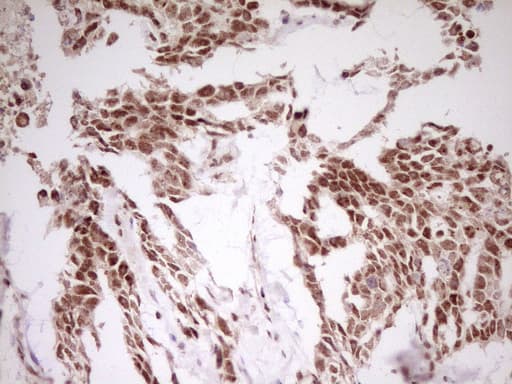 MYL4 Antibody (aa2-197, clone OTI1H6)