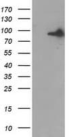 Gephyrin Antibody (clone OTI7B6)