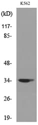 CDC34 Antibody