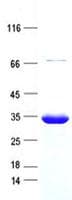Human CCDC122 Protein (Recombinant His, N-Terminal)