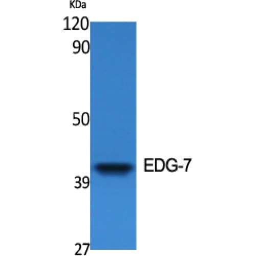 LPAR3 / LPA3 / EDG7 Antibody (260-340 aa, C-terminal)
