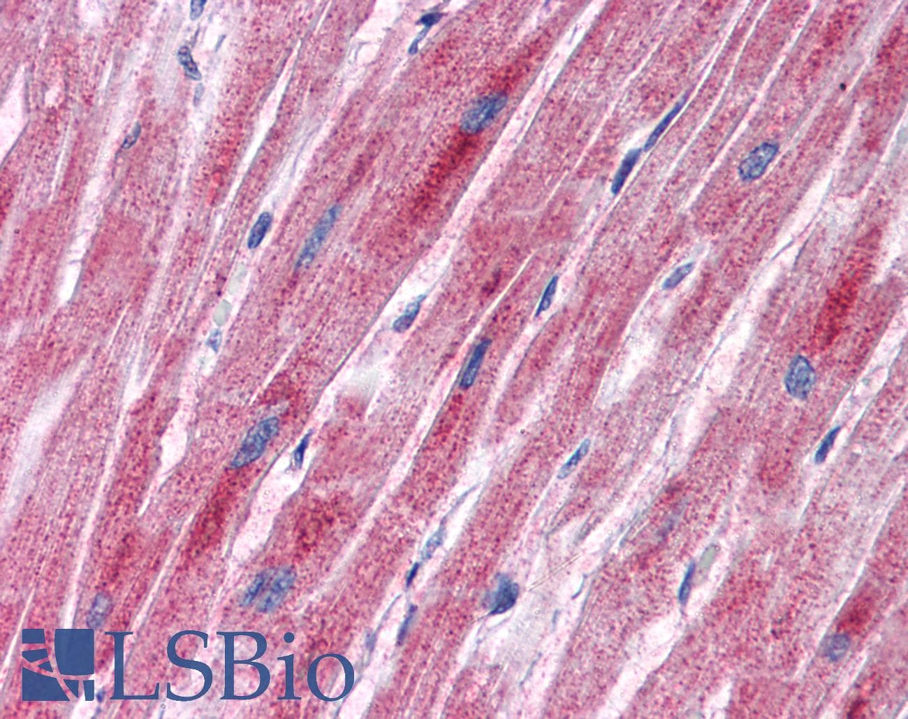 PDK2 Antibody (aa251-300)
