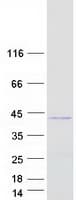 Human FRG2 Protein (Recombinant Myc-DDK (Flag))