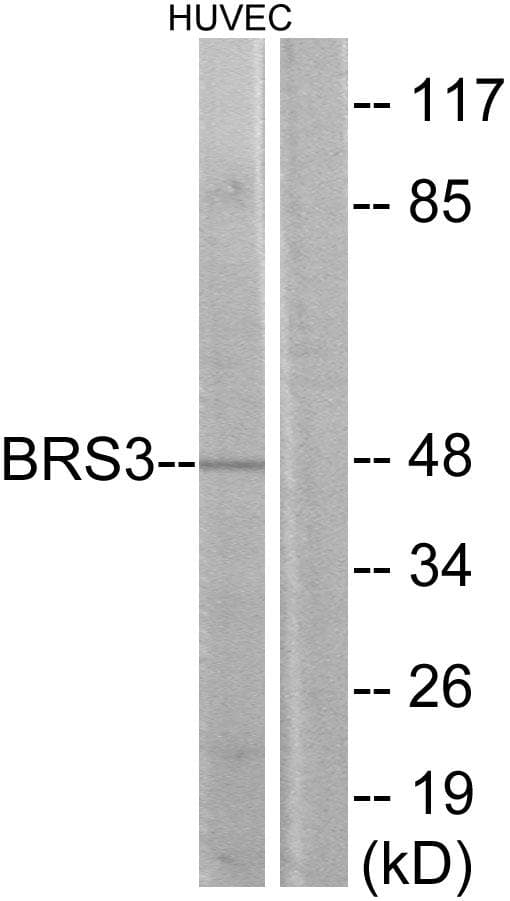BRS3 Antibody