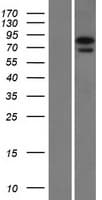 NGLY1 Protein (Over-Expression Lysate Myc-DDK (Flag))