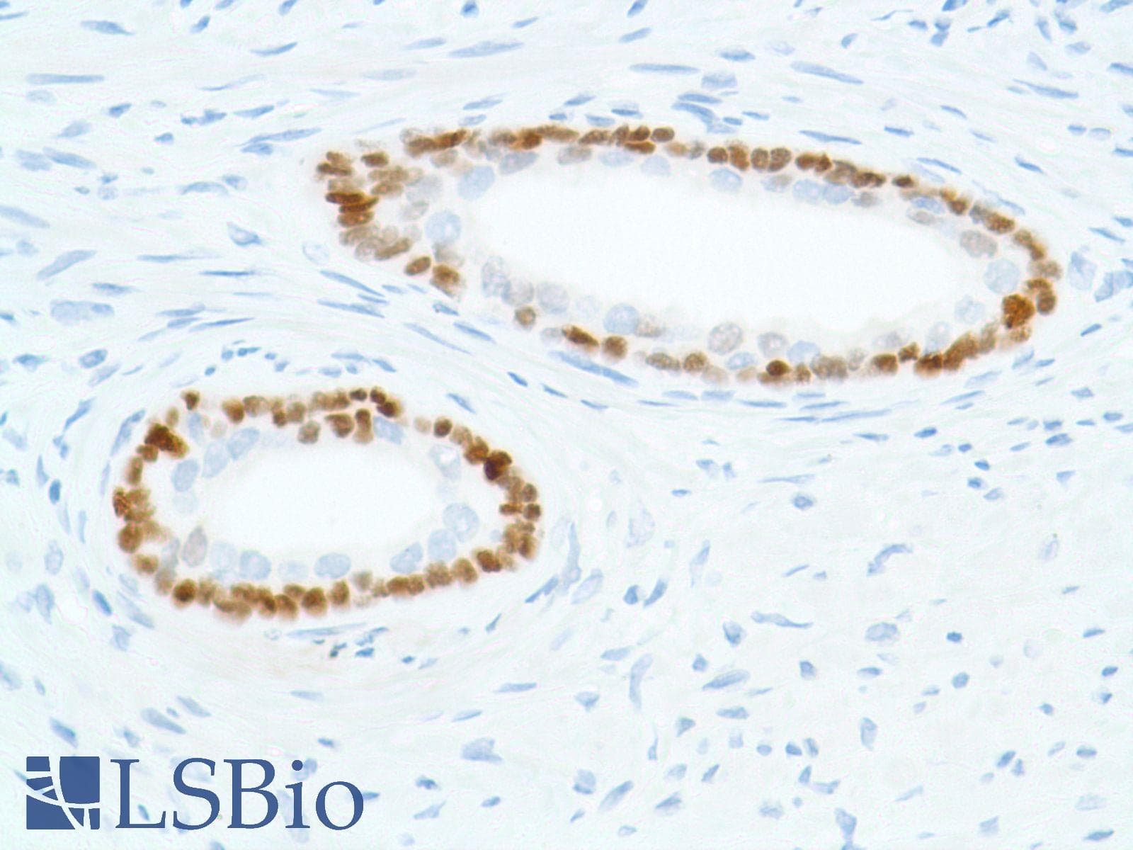 SOX2 Antibody (N-Terminus, clone SP76)