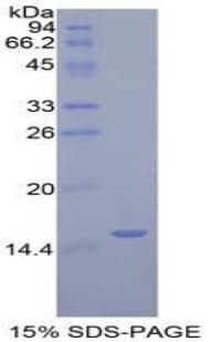 Human GLG1 / MG160 Protein (Recombinant His-T7)