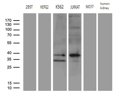 FBXO6 Antibody (clone OTI7A4)