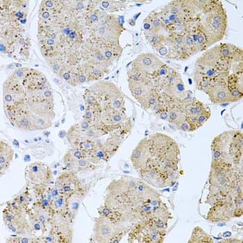 RAPSN Antibody (AP)