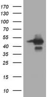 TRIM44 Antibody (clone OTI2B9, Carrier-free)