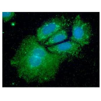 IHC-plus™ SHMT / SHMT1 Antibody (clone AT26E5)