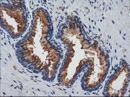 JOSD1 Antibody (clone OTI3B11)