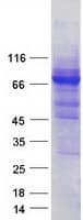 Human MTMR8 Protein (Recombinant Myc-DDK (Flag))