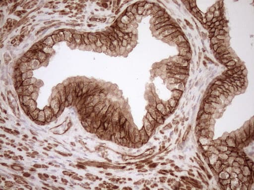 EPLIN Antibody (aa1-275, clone OTI1A3)