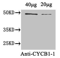 CYCB1;1 Antibody