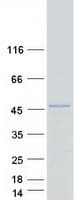Human POU5F1B Protein (Recombinant Myc-DDK (Flag))