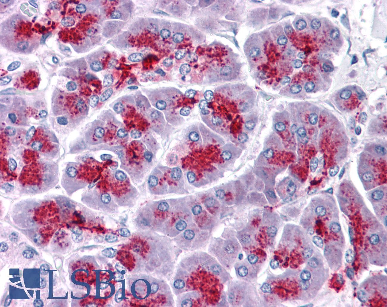 IHC-plus™ ELOVL7 Antibody