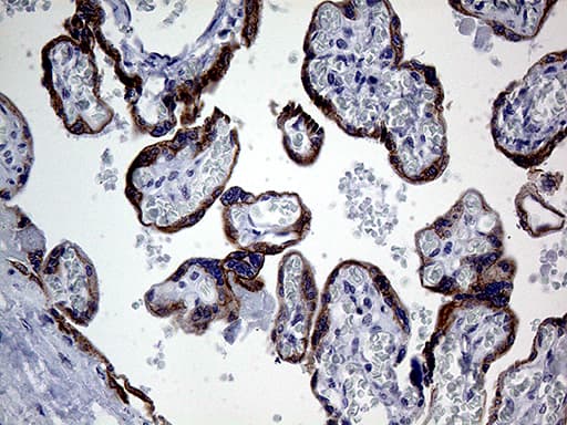 GTPCH1 / GCH1 Antibody (clone OTI5A1)