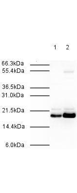 IHC-plus™ MAD2B / REV7 Antibody (N-Terminus)