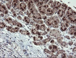 SLA2 / SLAP2 Antibody (clone OTI1F7)