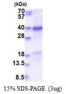 Human GET4 Protein (Recombinant His)