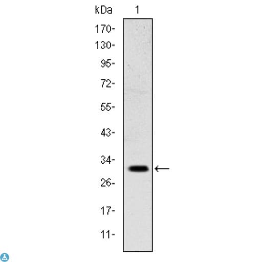 MSX1 Antibody