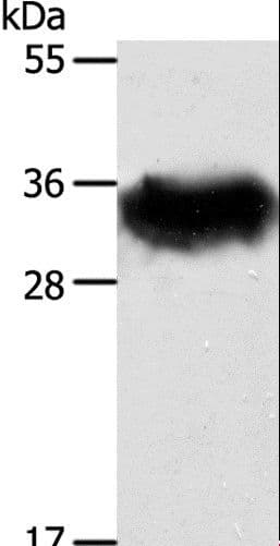 STX1A / Syntaxin 1A Antibody