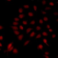 MAD1L1 / MAD1 Antibody