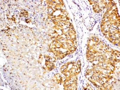 PRKCD / PKC-Delta Antibody (Gly499)