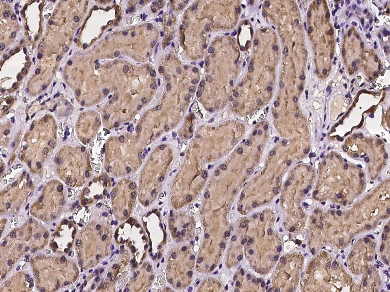 PCBD2 Antibody