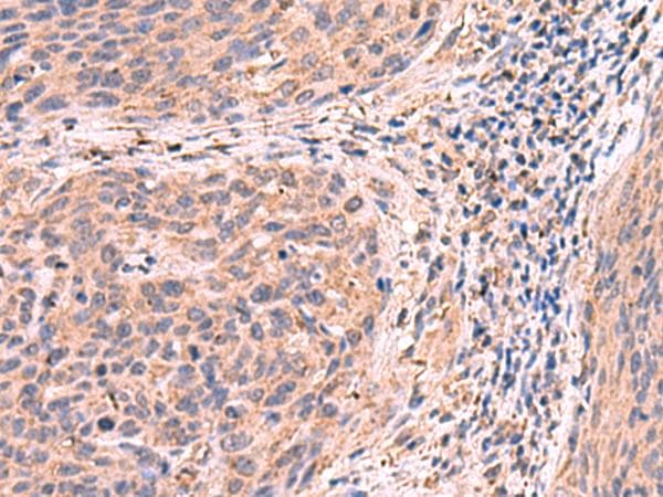 PER3 Antibody