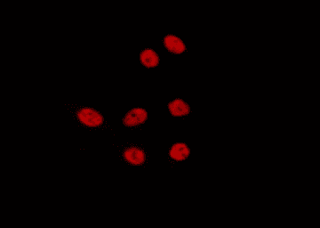 NOLC1 Antibody