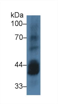 CSNK1A1 / CK1 Alpha Antibody (aa130-337, Biotin)