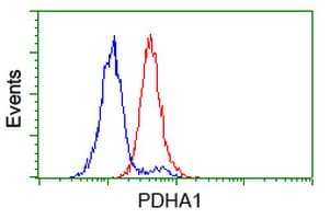 PDHA1 / PDH E1 Alpha Antibody (clone OTI2B10)
