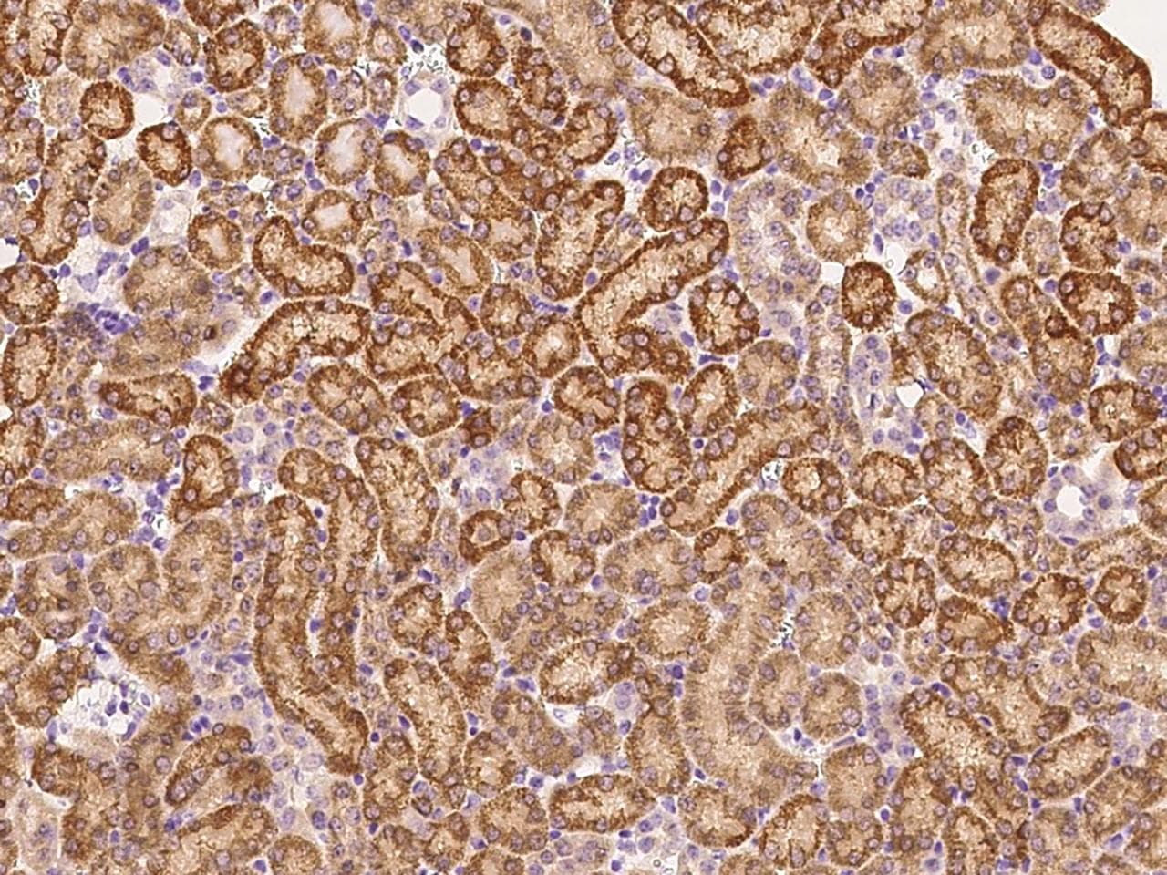 SUCLG1 / GALPHA Antibody (Preservative Free)