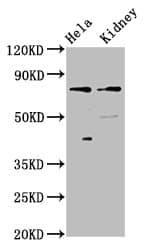 CLCNKB Antibody