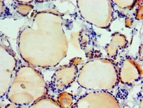 IRF2 Antibody (aa120-349)