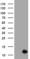 XTP4 / C17orf37 Antibody (clone OTI3D2)