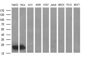 BID Antibody (clone OTI3C8, Carrier-free)