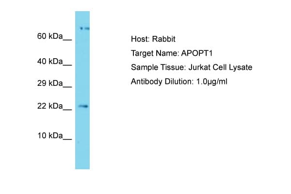 APOPT1 Antibody (C-Terminus)