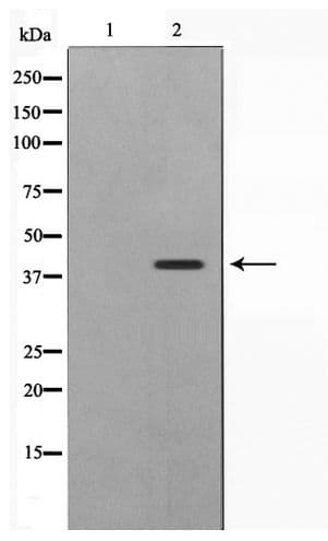 APG4B / ATG4B Antibody