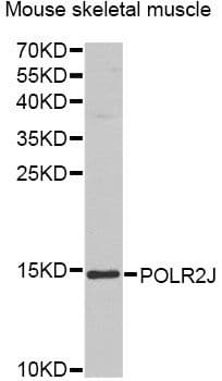 POLR2J Antibody