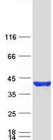 Human PTGR1 / LTB4DH Protein (Recombinant Myc-DDK (Flag))