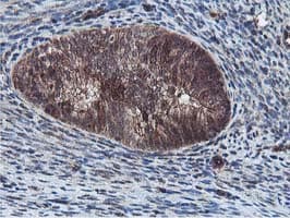 EPN2 Antibody (clone OTI1G3, Carrier-free)