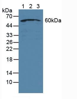 NUP50 Antibody (aa37-269, APC)