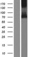 ERG-1 / CUZD1 Protein (Over-Expression Lysate Myc-DDK (Flag))