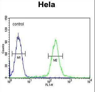 Polyclonal Rabbit anti-Human GALNT4 Antibody (aa93-120, WB)
