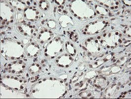 NUMB Antibody (clone OTI4F3, Carrier-free)